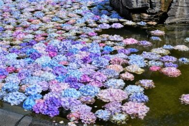 久安寺 大阪池田のあじさいの名所 池に浮かぶカラフルな満開の紫陽花 日本絶景お散歩ブログ Sansaku